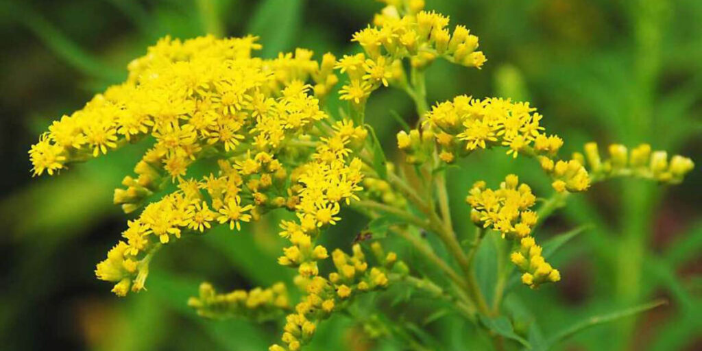 Close-up image of goldenrod, a flowering plant sometimes found in gardens and meadows