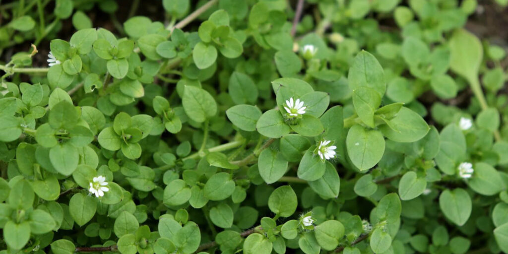 Close-up image of common chickweed, an edible weed frequently found in vegetable gardens