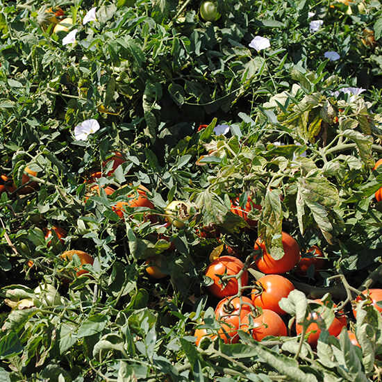 photo tomato determinant