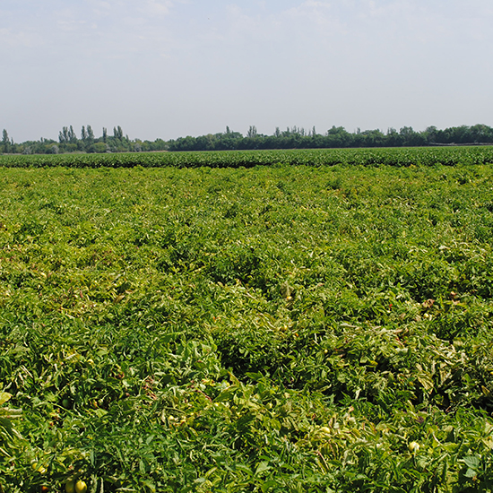 photo tomatoes are determinant in the field