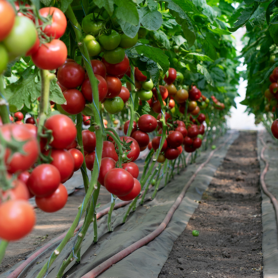 photo of indeterminate tomatoes in a greenhouse