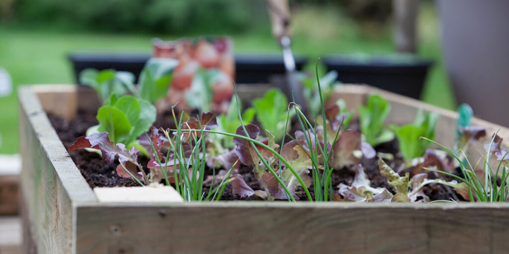 Preventive gardening to reduce pesticide use