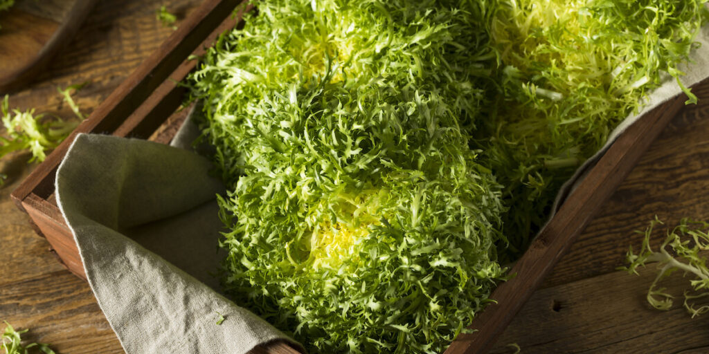 endive lettuce photo