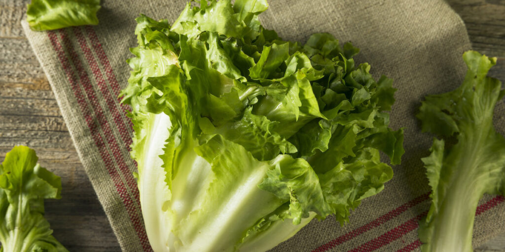 escarole lettuce photo