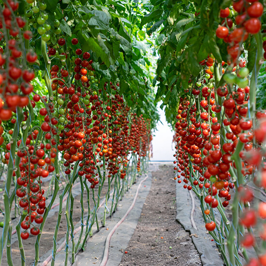 photo the tomato is indeterminate