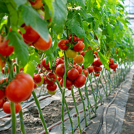 photo the tomato is indeterminate