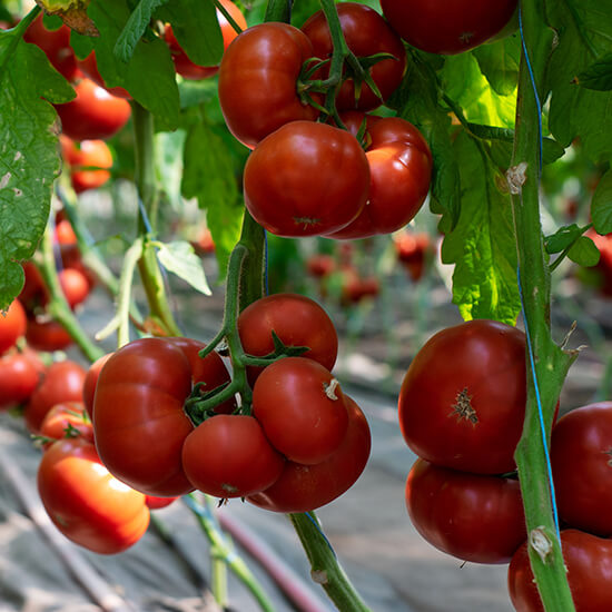 Fresh red tomato on the vine, ideal for cooking and healthy recipes