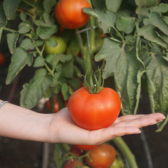 Photo of a red tomato