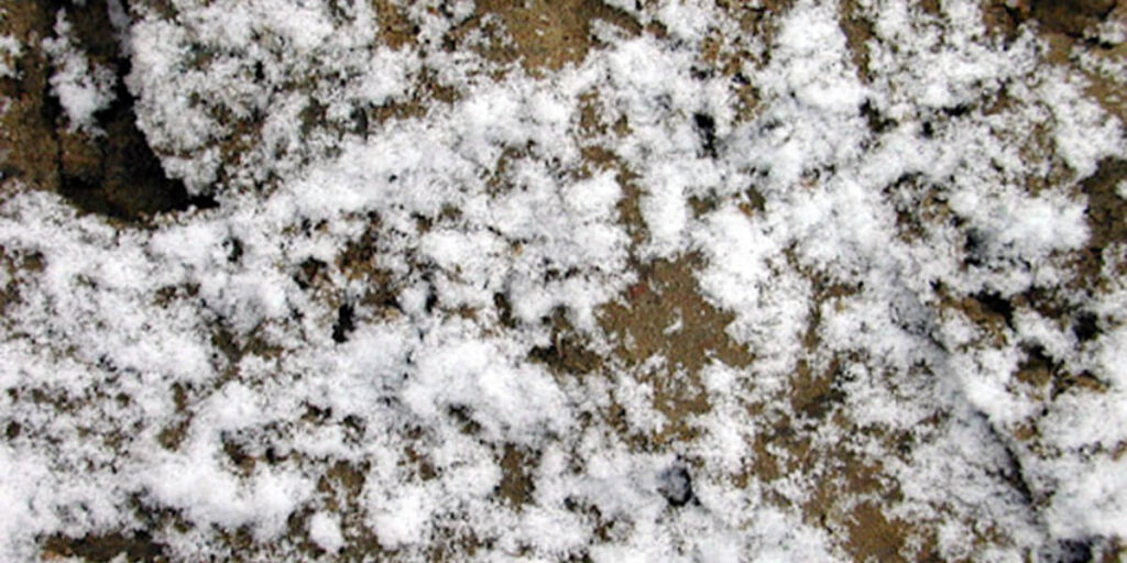 soil preparation for carrot planting