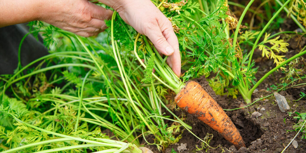 selective harvesting of early carrots