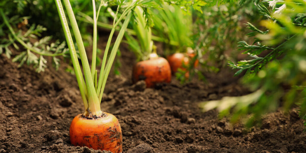 juicy sweet carrots from winter sowing