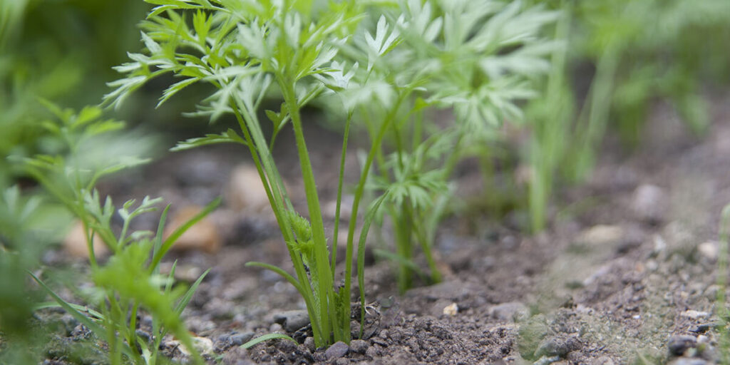 winter-sown carrot seedlings