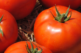 фото томаты