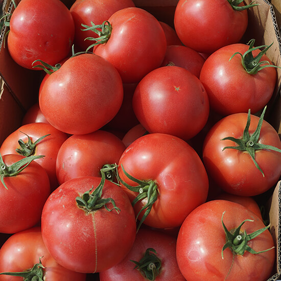 Close-up of ripe pink tomatoes on the vine, perfect for salads and cooking