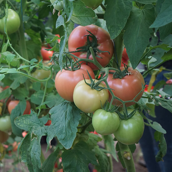 Photo of a pink tomato