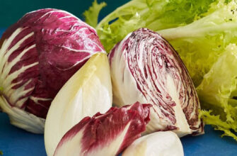 цикорий фото