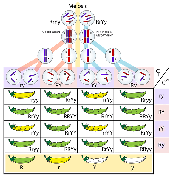 Illustration of Mendel’s pea experiment showing trait segregation in offspring