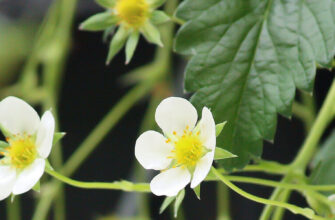 фото шмель цветы клубники