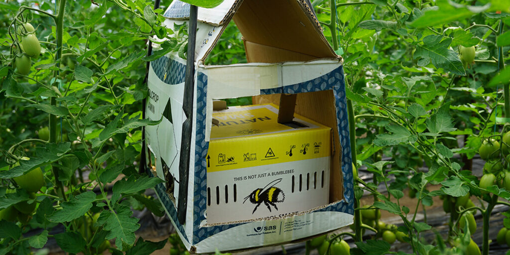 bumblebee hive in greenhouse
