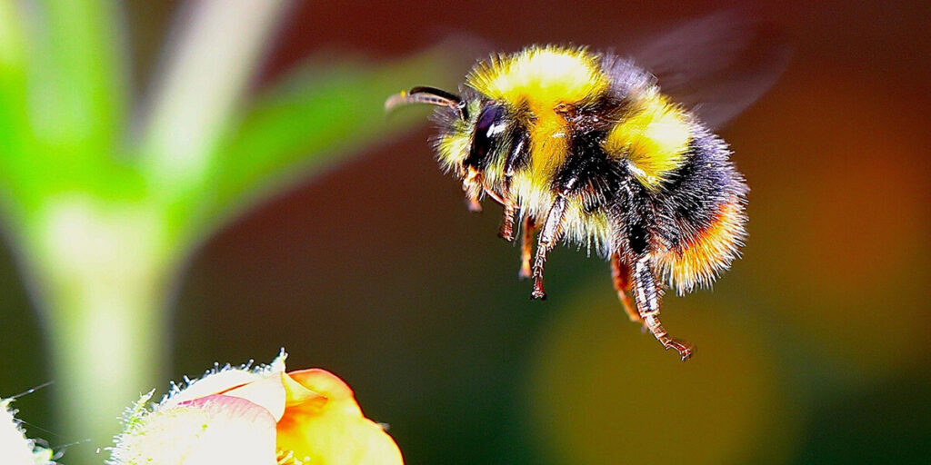 bumblebee pollination