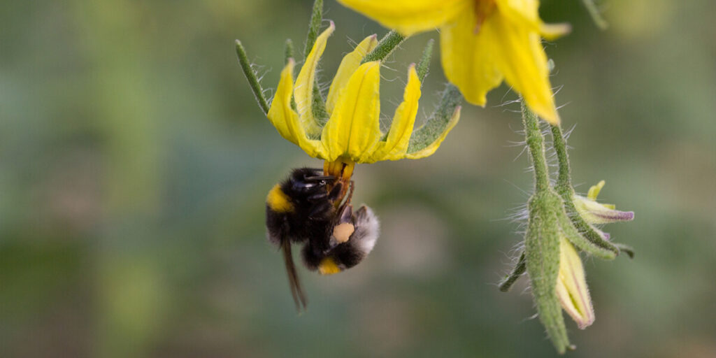 bumblebee pollinating tomato flower
