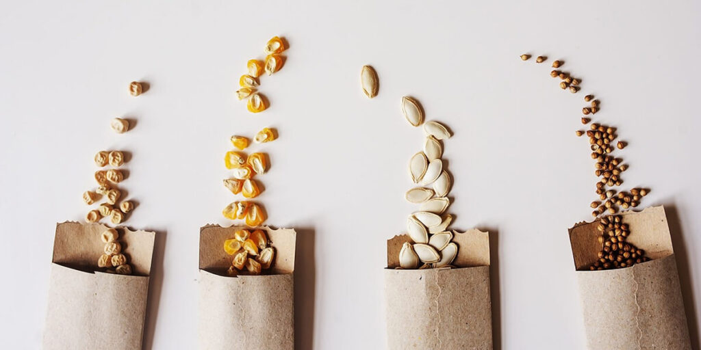 Advantages of hybrid seeds compared to traditional varieties