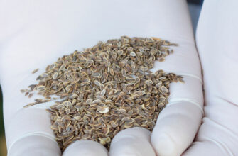 фото семена