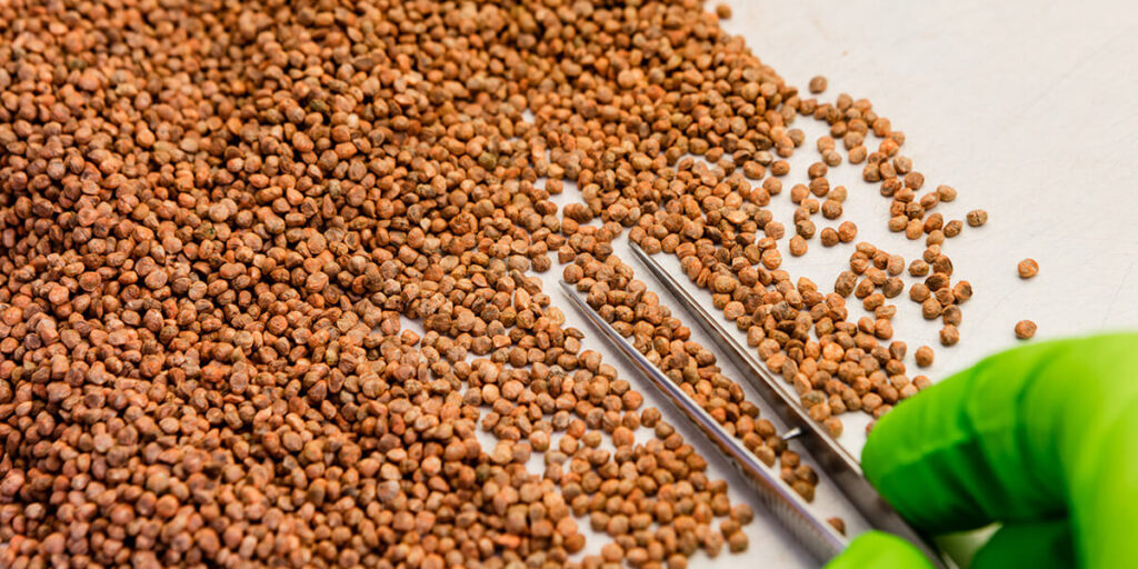 Hybrid vegetables developed through years of plant breeding work