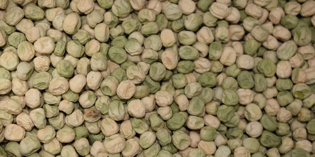 Close-up of pea seeds prepared for planting