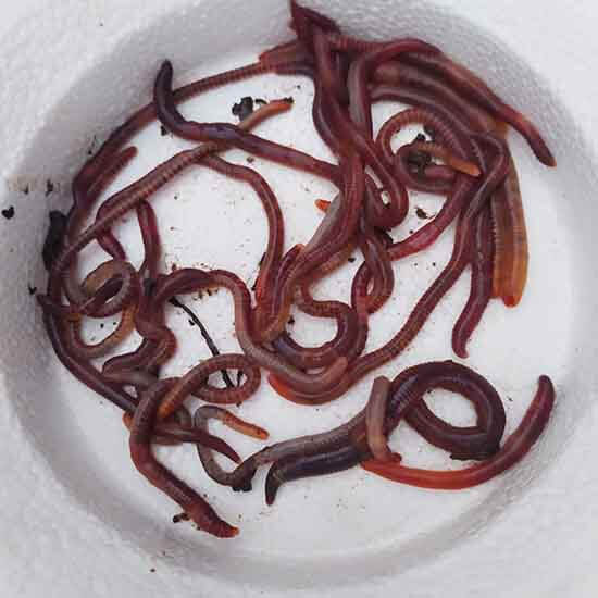 California red worms for biohumus production