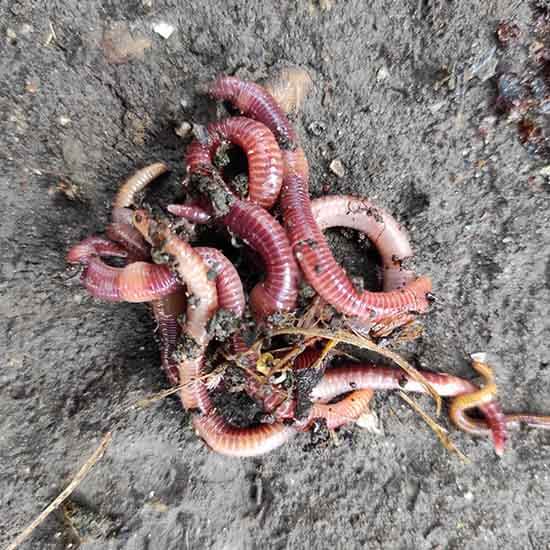California worms for biohumus production
