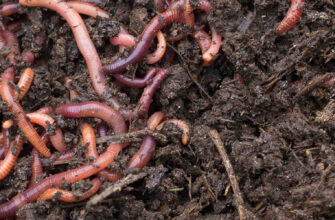 фото биогумус черви