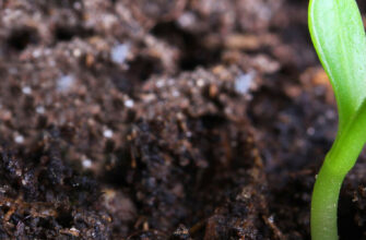 фото проросток