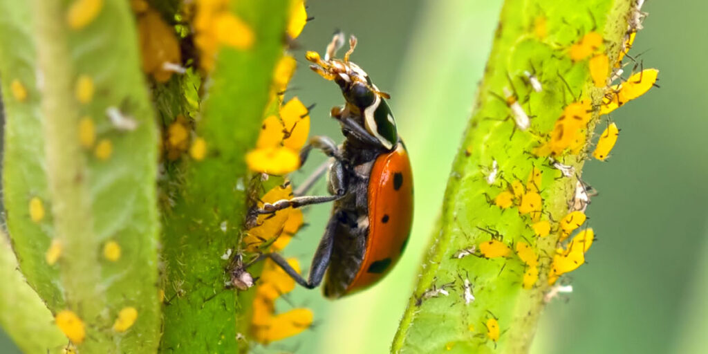 Ladybug is a predatory insect that feeds on aphids