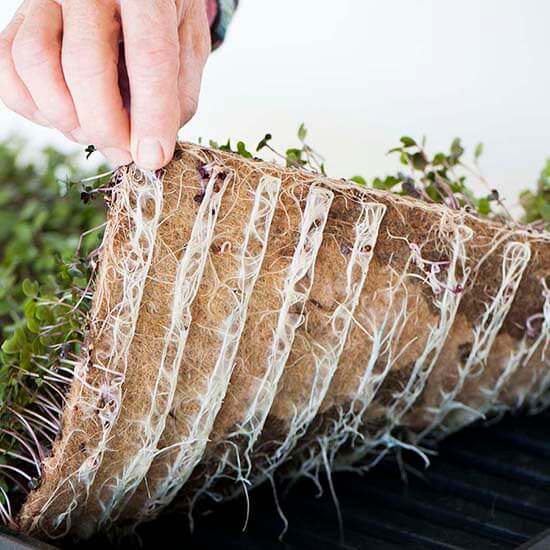 coconut coir mat for microgreens photo, coconut mat for microgreens, coco peat mat microgreens, coconut fiber mat for sprouting, microgreens growing mat