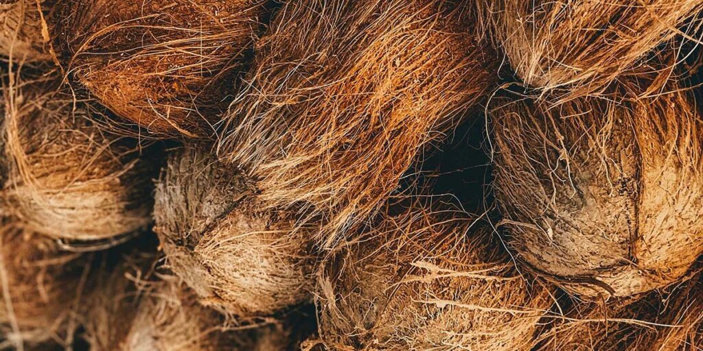 unprocessed coconuts, raw coconuts, whole coconuts, natural coconuts, coconut shell fruits