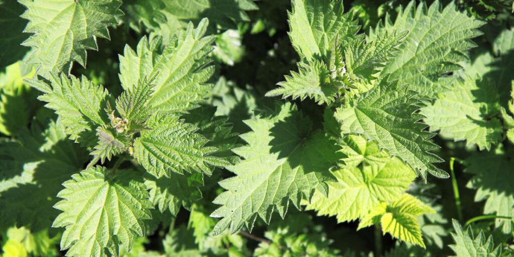 Stinging nettle growing in a backyard