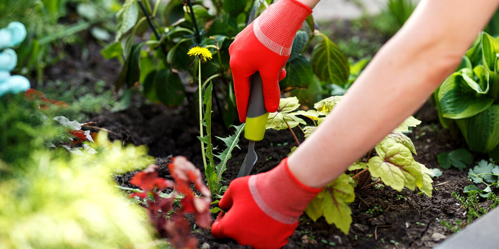 Removing weeds from the garden bed