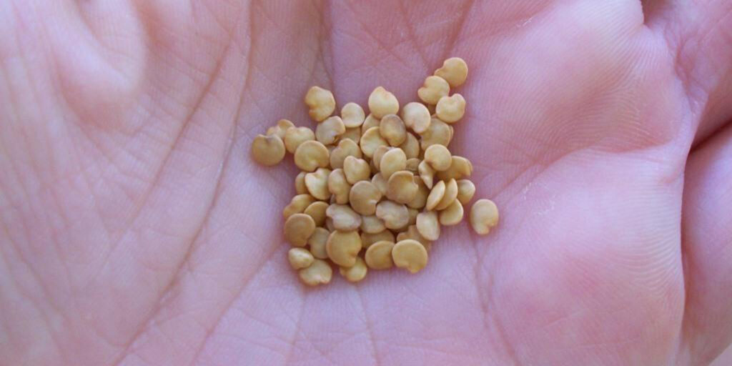 Pepper seeds in hand