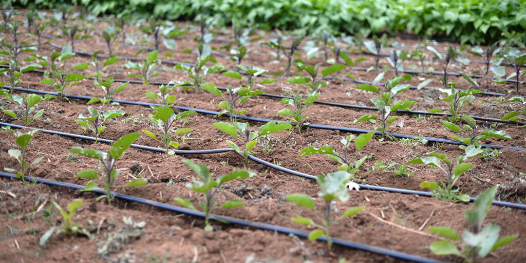 Efficient watering of eggplants with drip irrigation