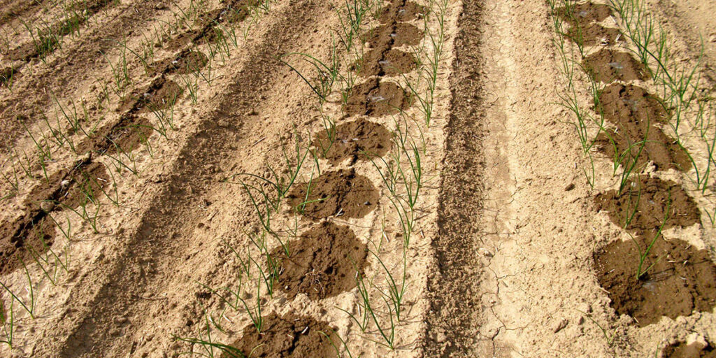 Onion field with installed drip irrigation system