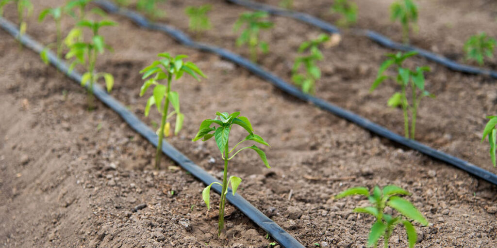 Efficient watering of sweet peppers with drip irrigation