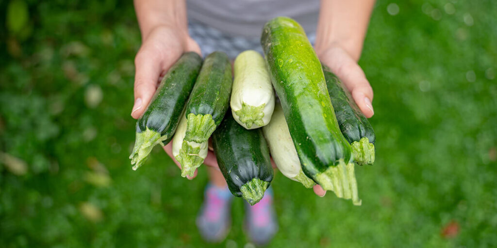 modern zucchini hybrids