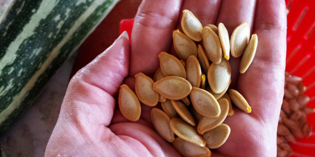 seeds of zucchini