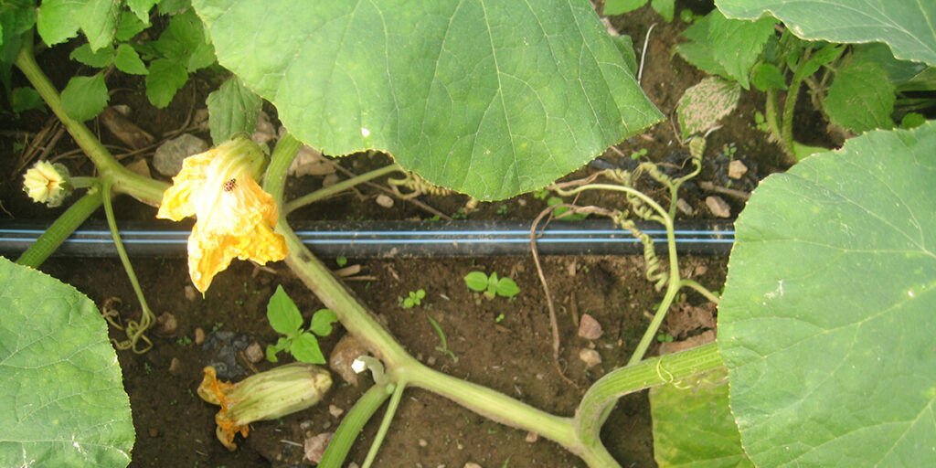 zucchini under drip irrigation