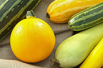 кабачки фото