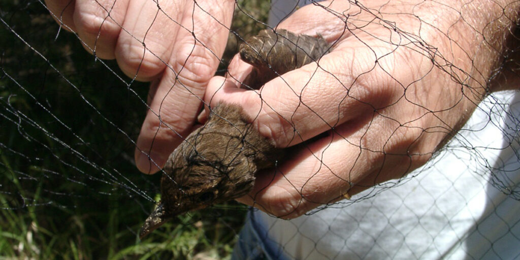 Protective net against birds