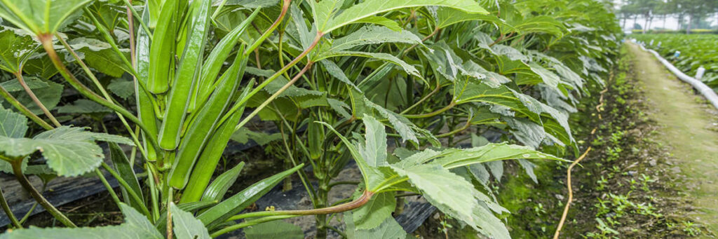 Okra fruit in the garden – a source of fiber and nutrients, a rare crop in Eastern Europe