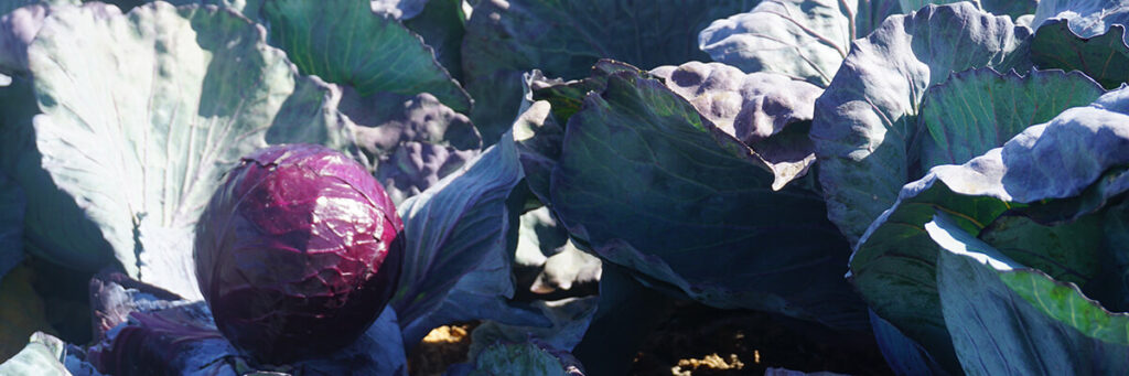 Cabbage varieties resistant to diseases and pests, helping reduce pesticide use in the garden