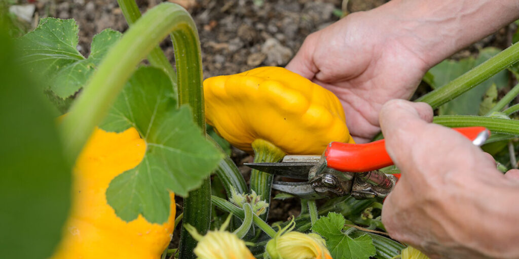 Carefully harvesting pattypan squash with pruning shears